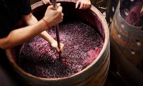 squashing grapes for wine